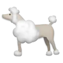 贵宾犬