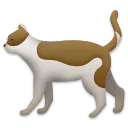 Kot
