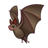 Bat
