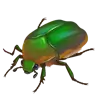 甲虫 Emoji 🪲 image - WhatsApp style