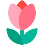 Tulip