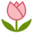 튤립