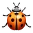Lady Beetle