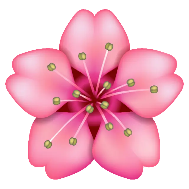 Cherry Blossom