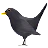 Black Bird
