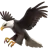 鹰