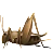 クリケット
