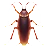 ゴキブリ