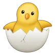 Hatching Chick
