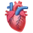 Cuore anatomico