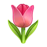 Tulip