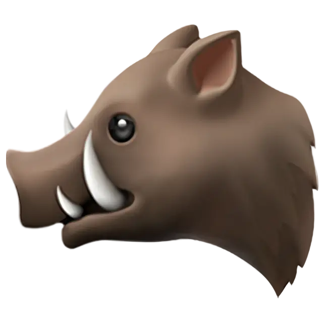 Boar