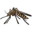 Mosquito