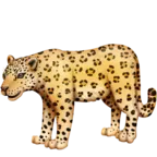 豹