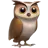 猫头鹰