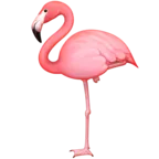 火烈鳥