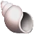 Concha em espiral
