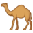 Dromedary Camel