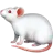 쥐