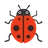 Lady Beetle