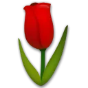 Tulip