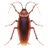 蟑螂
