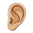 Ear: Medium-Light Skin Tone
