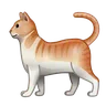 Kot