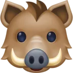 Boar
