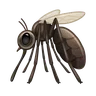 Mosquito