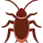 Cockroach