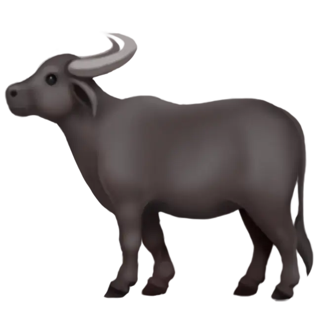 Water Buffalo