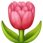 Tulip