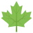 ใบเมเปิล