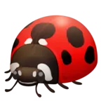 甲壳虫夫人