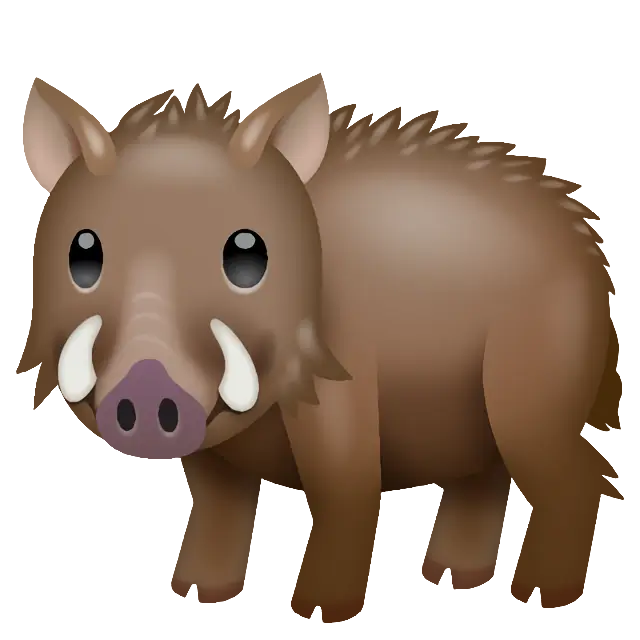 Boar