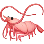 Shrimp