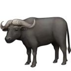 Water Buffalo