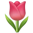 Tulip