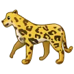 豹