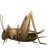 蟋蟀