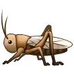 Cricket