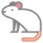 쥐