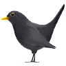 Black Bird Emoji 🐦‍⬛ image - Apple style