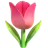 Tulipán