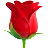 Róża
