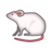 쥐