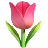 Tulipan