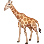 Twarz Żyrafy