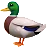 アヒル